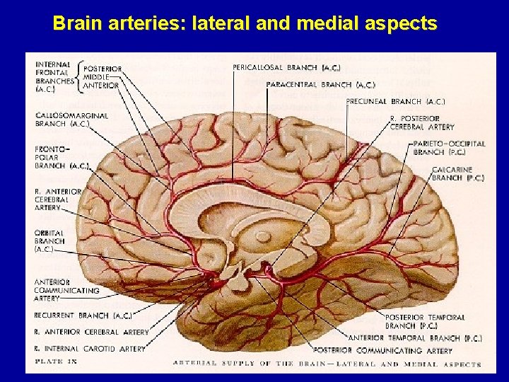 Brain arteries: lateral and medial aspects 