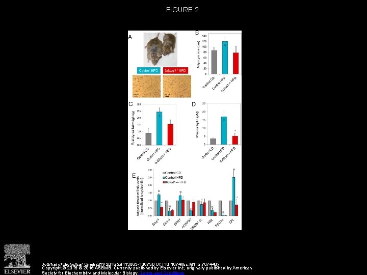 FIGURE 2 Journal of Biological Chemistry 2016 29113063 -13075 DOI: (10. 1074/jbc. M 115.