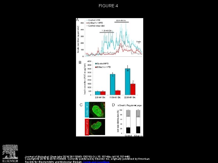 FIGURE 4 Journal of Biological Chemistry 2016 29113063 -13075 DOI: (10. 1074/jbc. M 115.