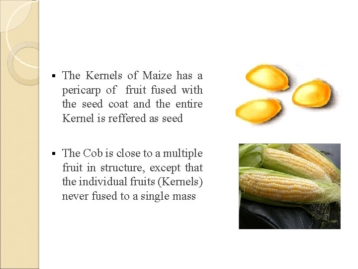 § The Kernels of Maize has a pericarp of fruit fused with the seed