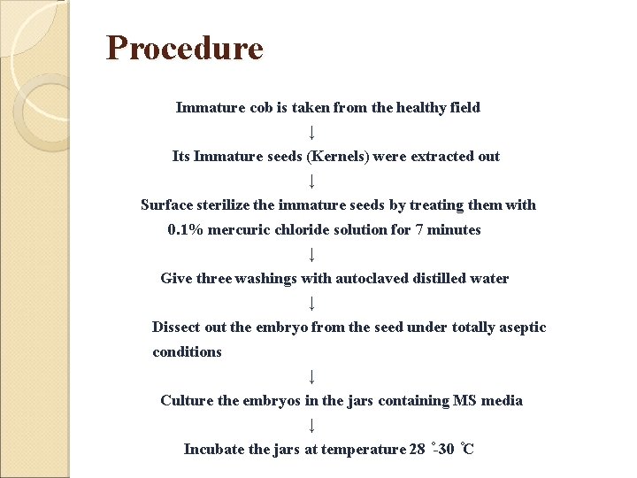 Procedure Immature cob is taken from the healthy field ↓ Its Immature seeds (Kernels)