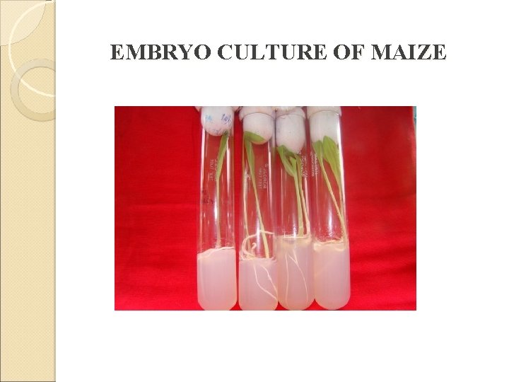 EMBRYO CULTURE OF MAIZE 