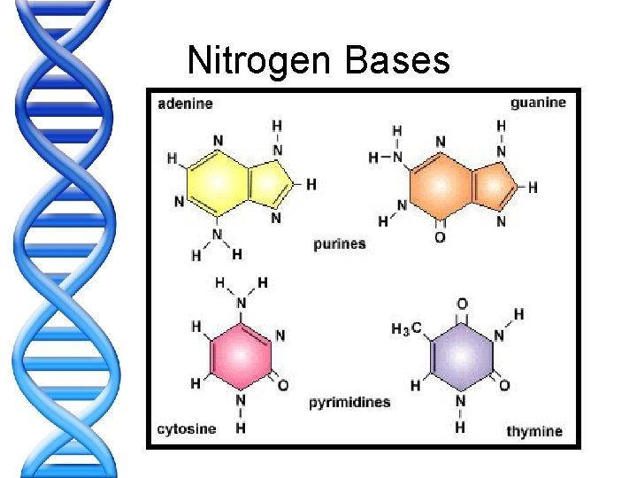 Nitrogen Bases 