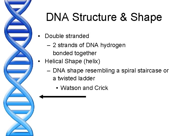 DNA Structure & Shape • Double stranded – 2 strands of DNA hydrogen bonded