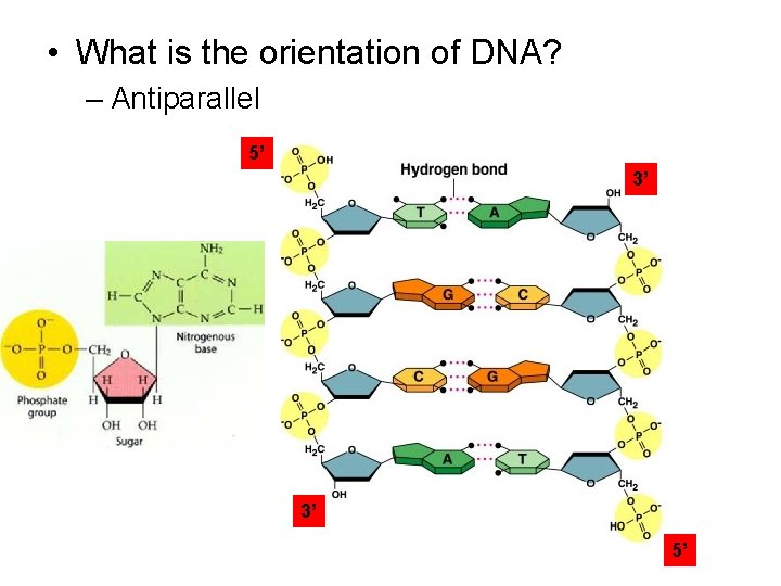  • What is the orientation of DNA? – Antiparallel 5’ 3’ 3’ 5’