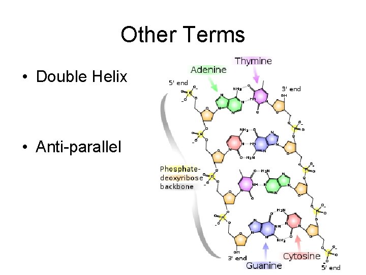 Other Terms • Double Helix • Anti-parallel 