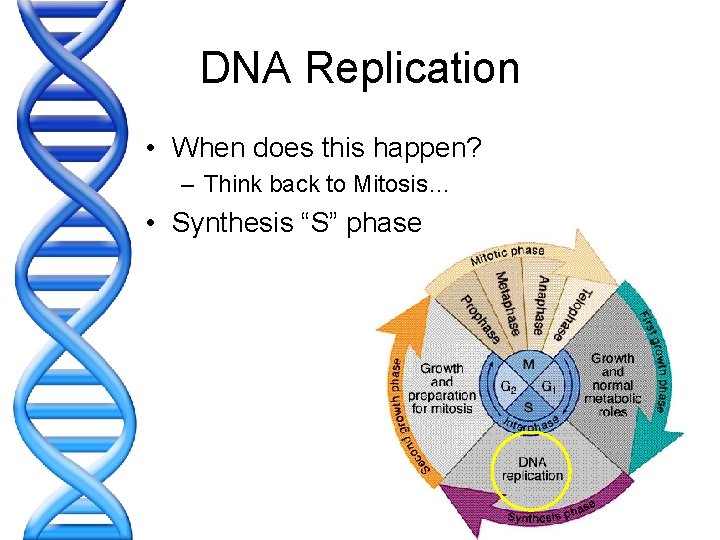 DNA Replication • When does this happen? – Think back to Mitosis… • Synthesis