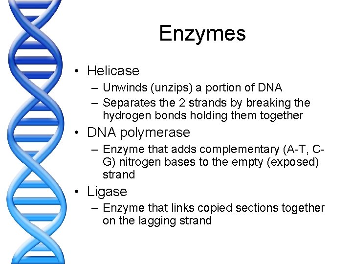 Enzymes • Helicase – Unwinds (unzips) a portion of DNA – Separates the 2