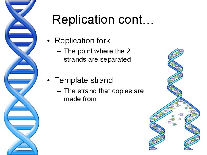 Replication cont… • Replication fork – The point where the 2 strands are separated