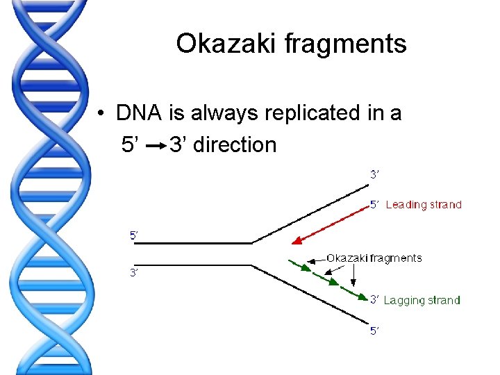 Okazaki fragments • DNA is always replicated in a 5’ 3’ direction 