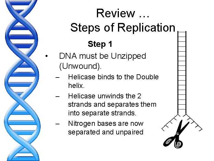Review … Steps of Replication • Step 1 DNA must be Unzipped (Unwound). –