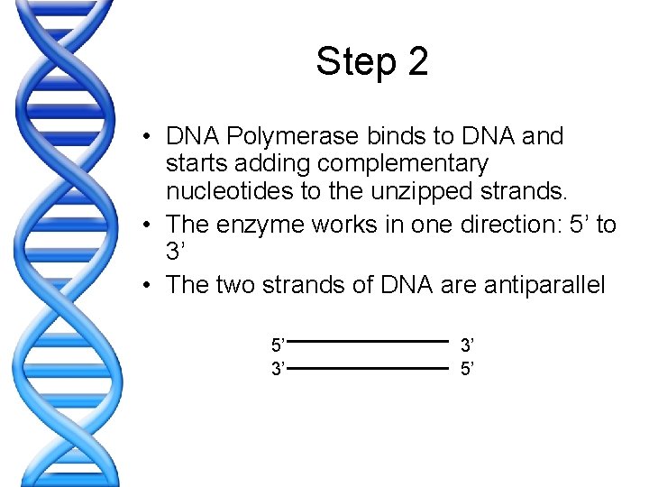 Step 2 • DNA Polymerase binds to DNA and starts adding complementary nucleotides to