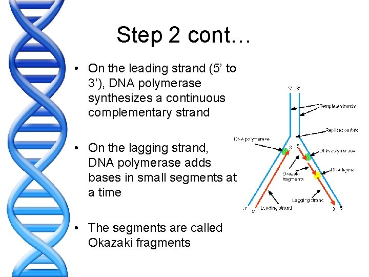 Step 2 cont… • On the leading strand (5’ to 3’), DNA polymerase synthesizes