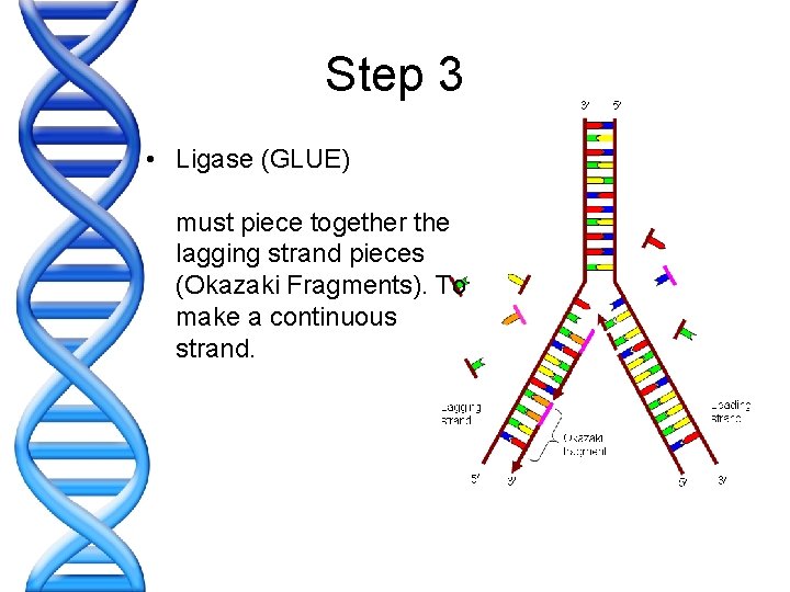 Step 3 • Ligase (GLUE) must piece together the lagging strand pieces (Okazaki Fragments).