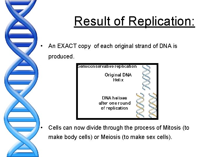 Result of Replication: • An EXACT copy of each original strand of DNA is