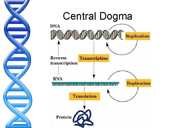 Central Dogma 