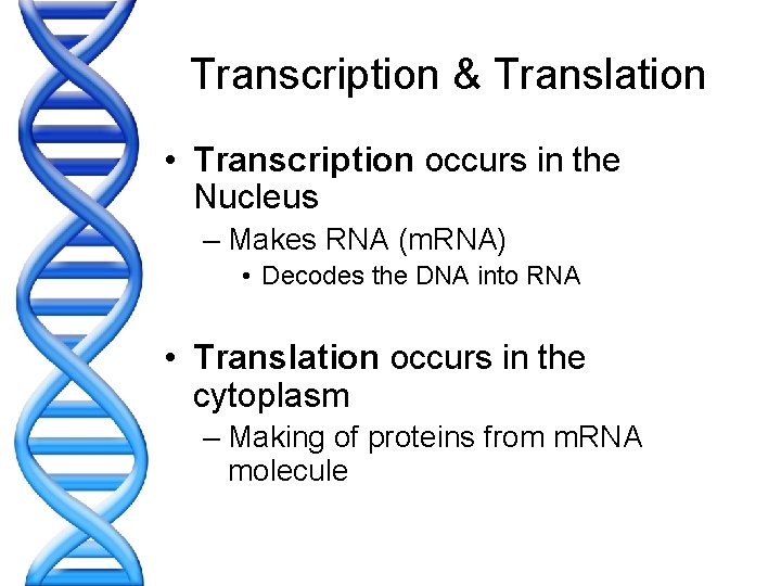 Transcription & Translation • Transcription occurs in the Nucleus – Makes RNA (m. RNA)