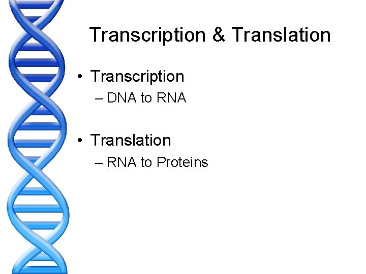 Transcription & Translation • Transcription – DNA to RNA • Translation – RNA to