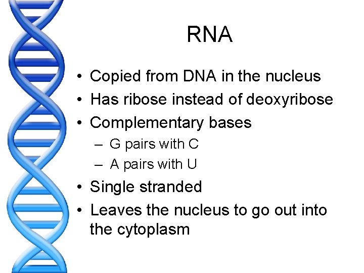 RNA • Copied from DNA in the nucleus • Has ribose instead of deoxyribose