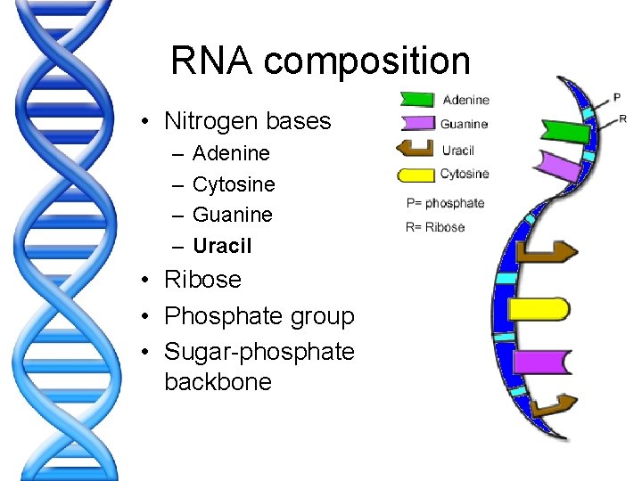 RNA composition • Nitrogen bases – – Adenine Cytosine Guanine Uracil • Ribose •