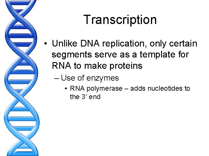Transcription • Unlike DNA replication, only certain segments serve as a template for RNA