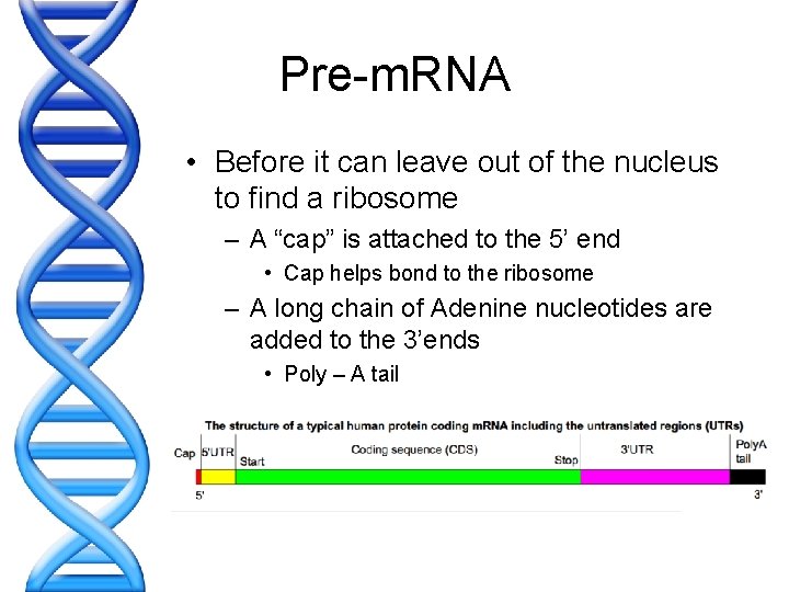 Pre-m. RNA • Before it can leave out of the nucleus to find a