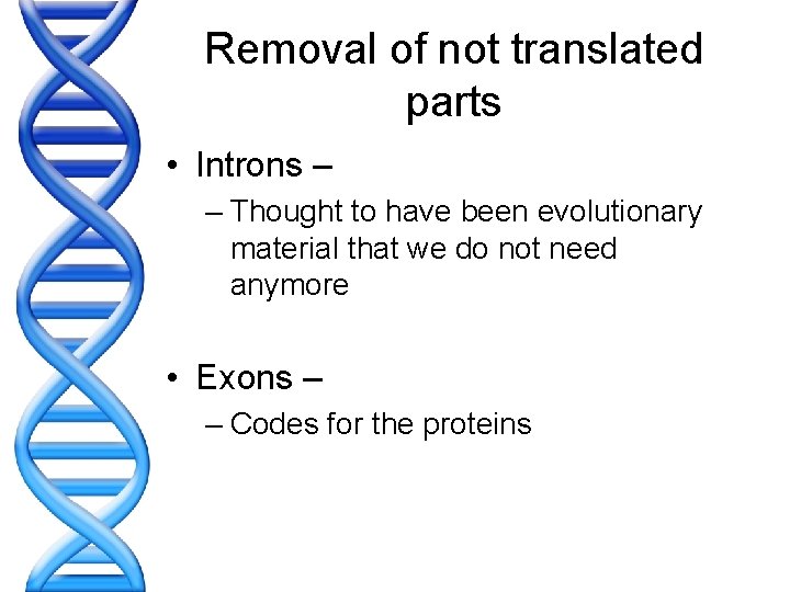 Removal of not translated parts • Introns – – Thought to have been evolutionary