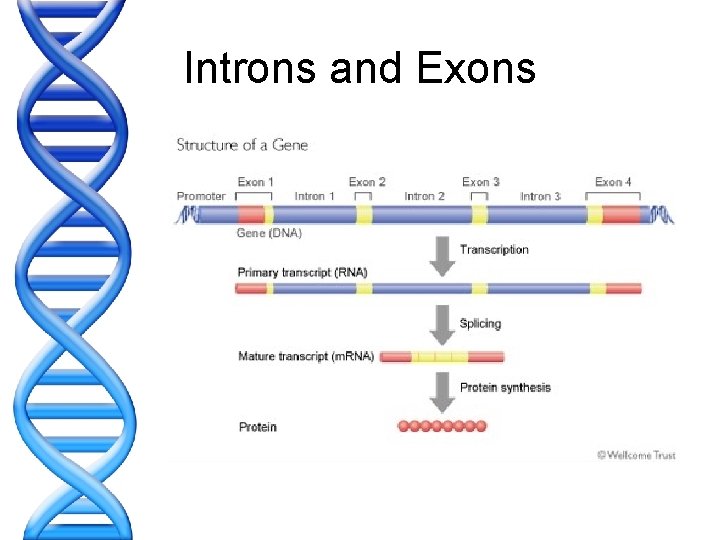 Introns and Exons 