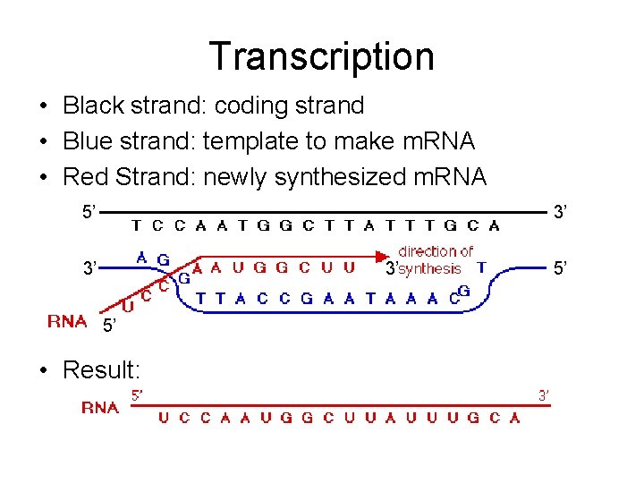 Transcription • Black strand: coding strand • Blue strand: template to make m. RNA