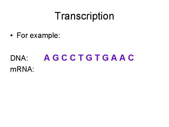 Transcription • For example: DNA: m. RNA: AGCCTGTGAAC 