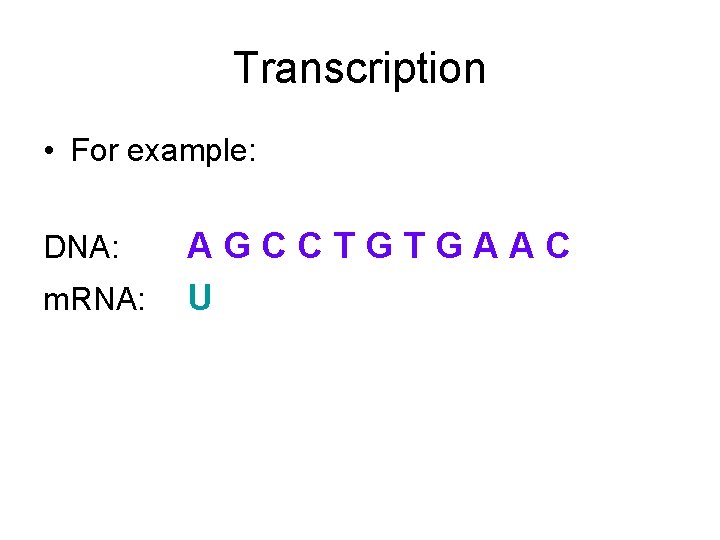 Transcription • For example: DNA: m. RNA: AGCCTGTGAAC U 
