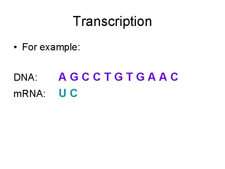 Transcription • For example: DNA: m. RNA: AGCCTGTGAAC UC 