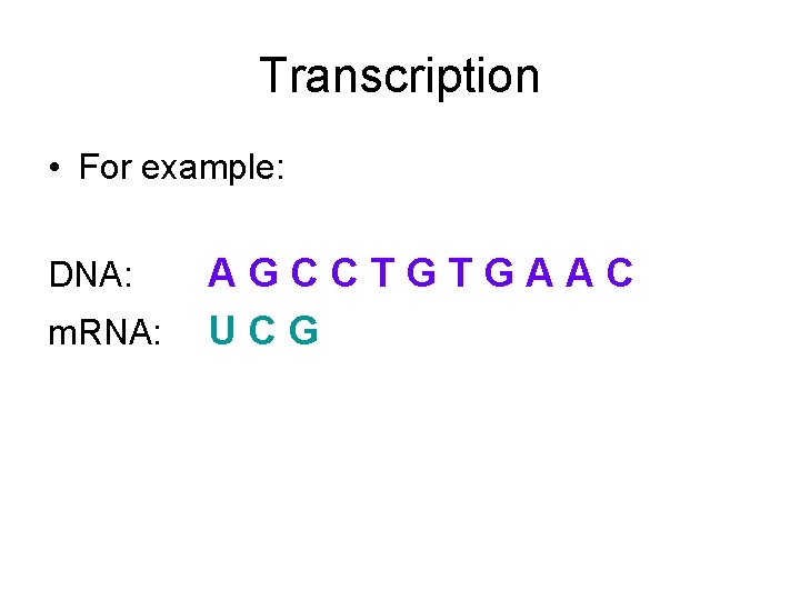 Transcription • For example: DNA: m. RNA: AGCCTGTGAAC UCG 