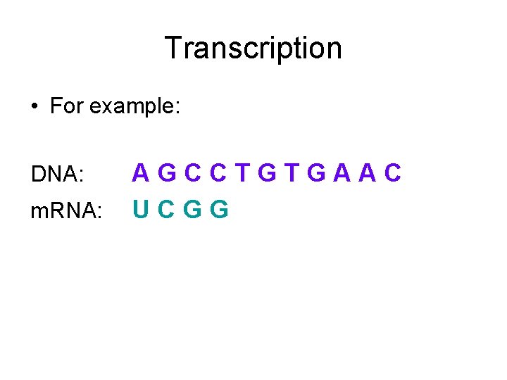 Transcription • For example: DNA: m. RNA: AGCCTGTGAAC UCGG 