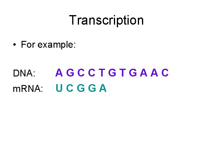 Transcription • For example: DNA: m. RNA: AGCCTGTGAAC UCGGA 