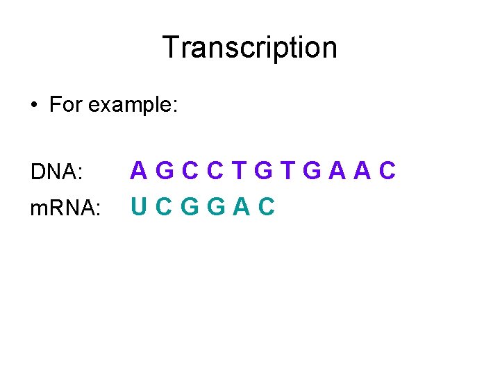 Transcription • For example: DNA: m. RNA: AGCCTGTGAAC UCGGAC 