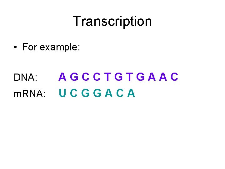 Transcription • For example: DNA: m. RNA: AGCCTGTGAAC UCGGACA 