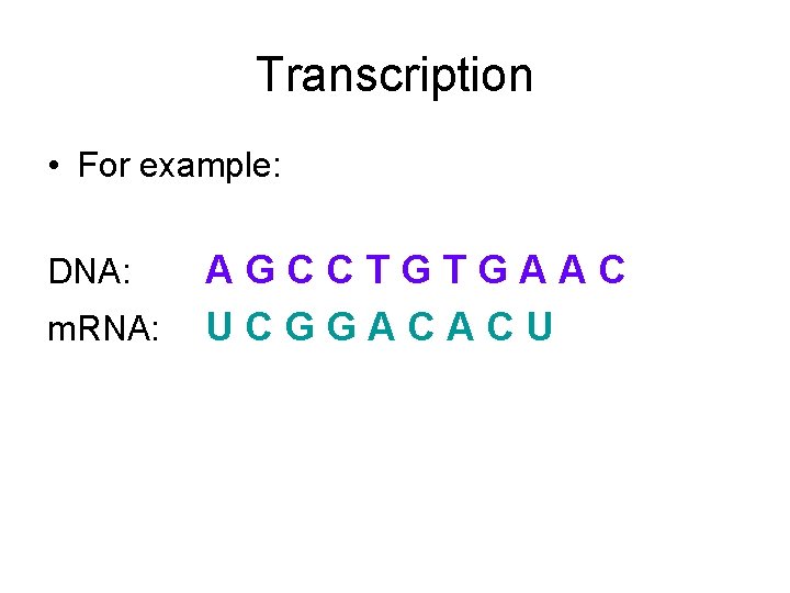 Transcription • For example: DNA: m. RNA: AGCCTGTGAAC UCGGACACU 
