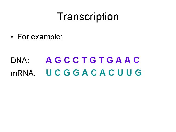 Transcription • For example: DNA: m. RNA: AGCCTGTGAAC UCGGACACUUG 