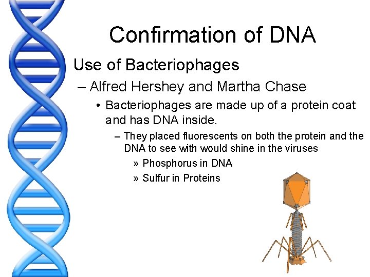 Confirmation of DNA • Use of Bacteriophages – Alfred Hershey and Martha Chase •