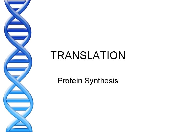 TRANSLATION Protein Synthesis 