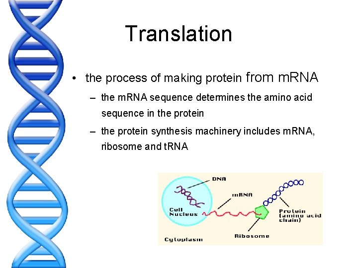 Translation • the process of making protein from m. RNA – the m. RNA
