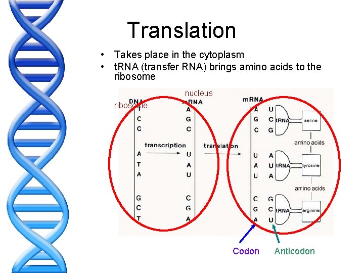 Translation • Takes place in the cytoplasm • t. RNA (transfer RNA) brings amino