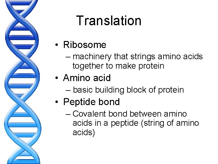 Translation • Ribosome – machinery that strings amino acids together to make protein •