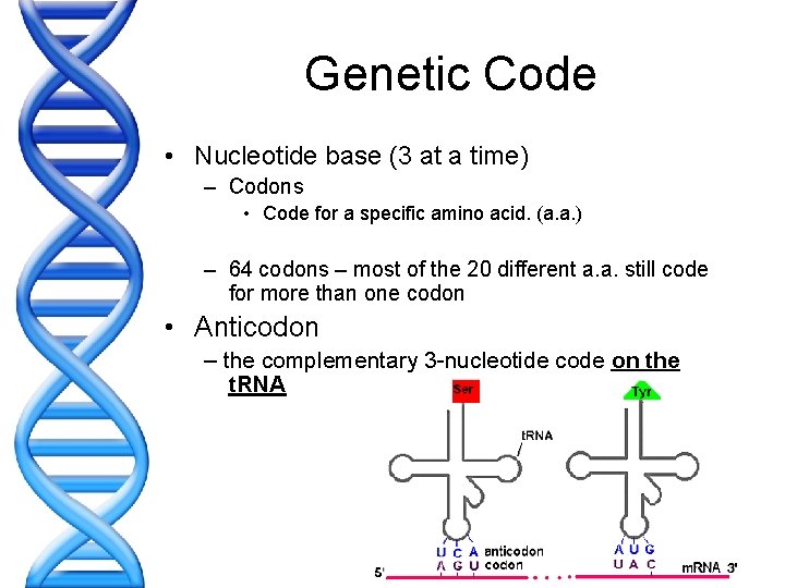 Genetic Code • Nucleotide base (3 at a time) – Codons • Code for