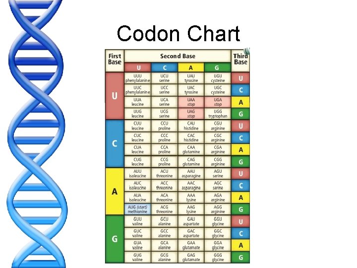 Codon Chart 