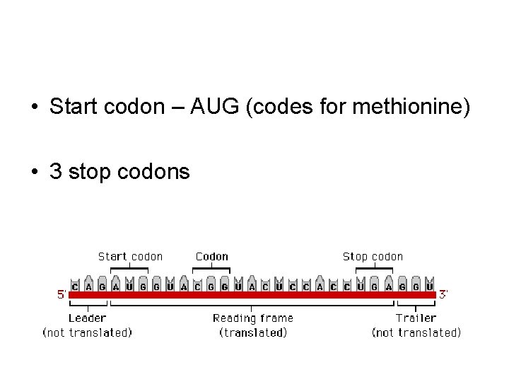  • Start codon – AUG (codes for methionine) • 3 stop codons 