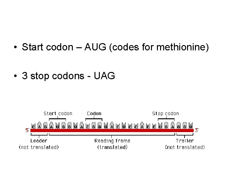  • Start codon – AUG (codes for methionine) • 3 stop codons -