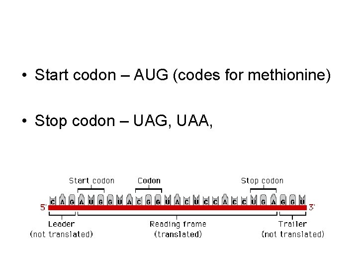  • Start codon – AUG (codes for methionine) • Stop codon – UAG,