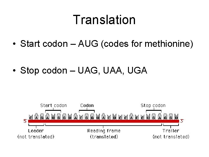 Translation • Start codon – AUG (codes for methionine) • Stop codon – UAG,